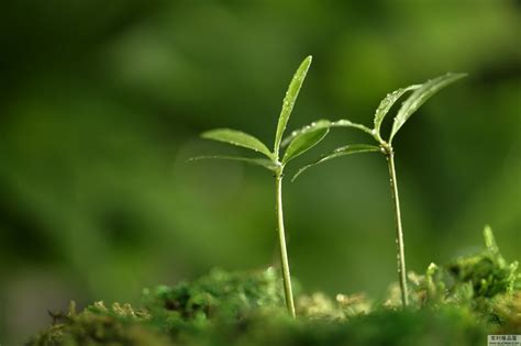 植物有生命